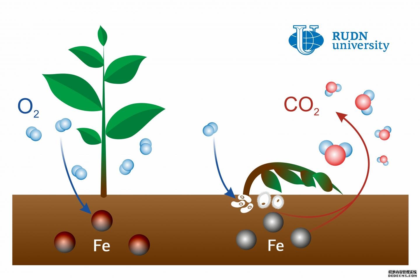杏耀鲁丁的一位土壤科学家说，铁是土壤二氧化碳排放的罪魁祸首