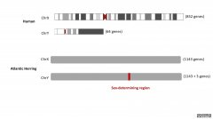 <b>杏耀大西洋鲱鱼雄性染色体的诞生</b>