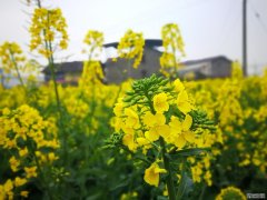 <b>病毒将植物中的杏耀拿代理致命真菌从敌人变成</b>