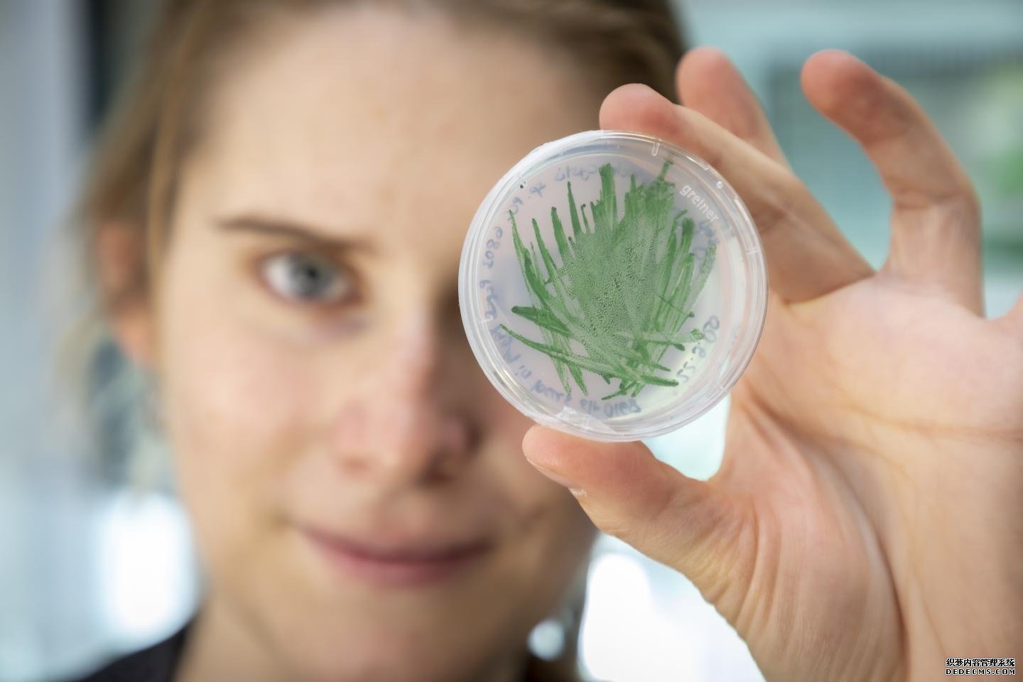 杏耀代理蓝藻在生物技术中的“绿色”催化剂作用