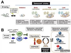 <b>衰老的细胞变异可能控制杏耀注册健康和年龄相</b>