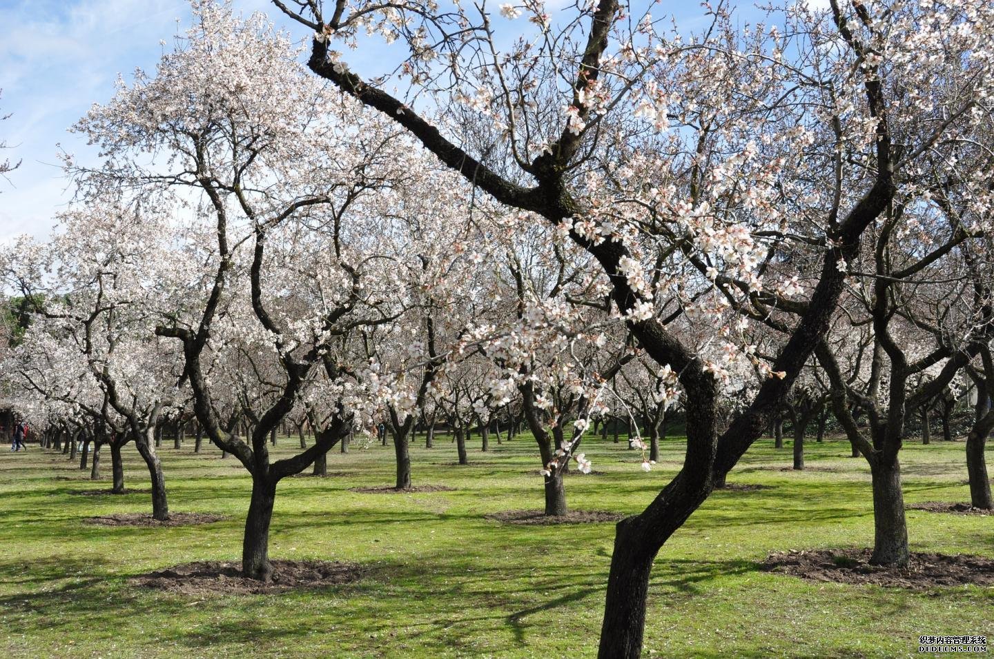杏耀代理为了设计精确的灌溉系统，计算了树木的耗水量