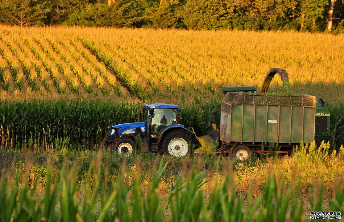 下载杏耀斯坦福大学的研究人员揭示美国玉米作物对干旱日益敏感