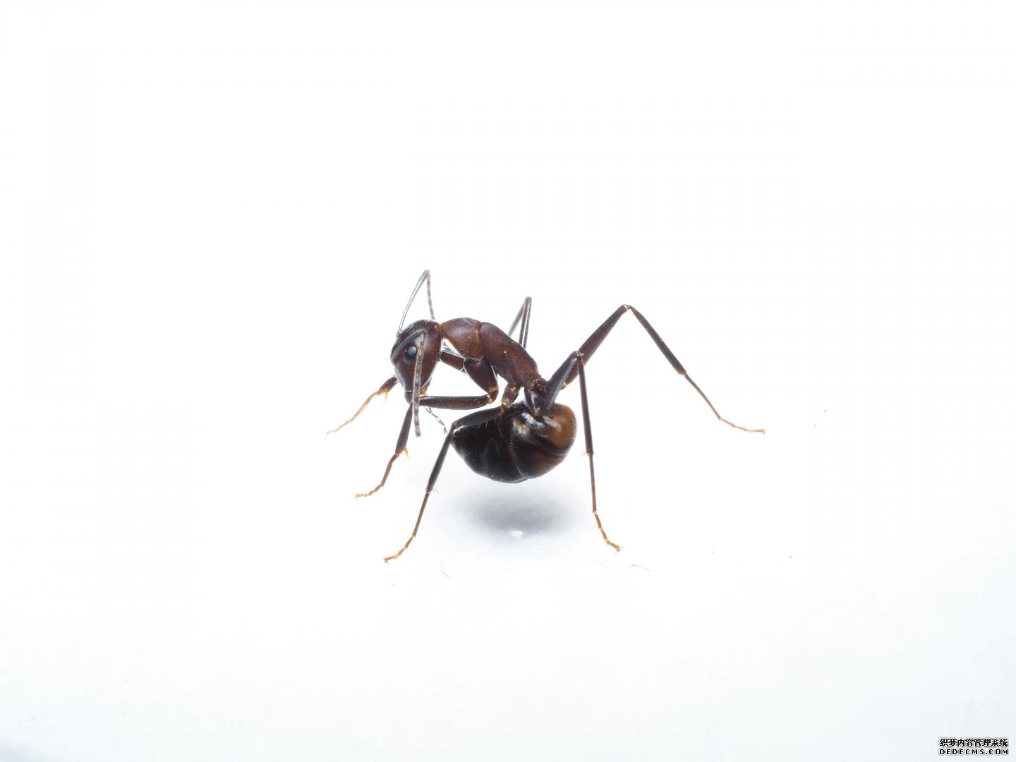杏耀主管蚂蚁吞下自己的酸来保护自己不受细菌感染