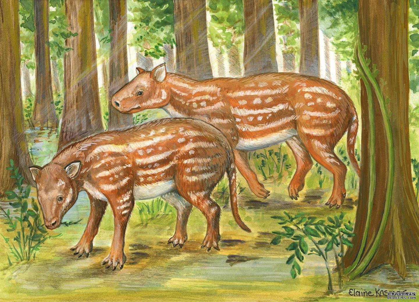 印度化石支持有蹄哺杏耀平台乳动物起源的新假说
