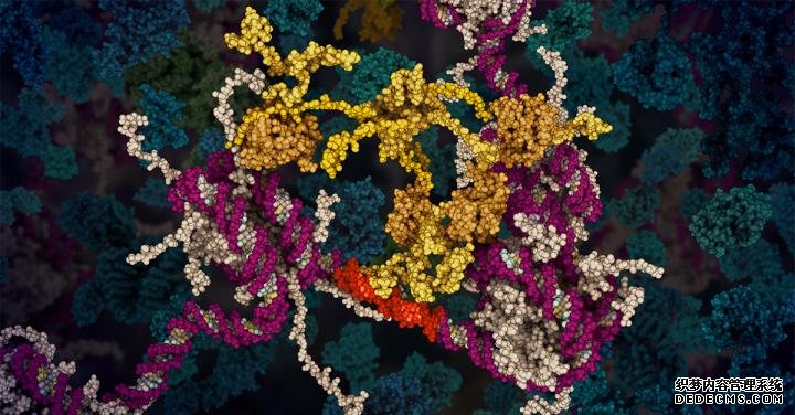 动画揭示了关键肿瘤杏耀注册蛋白的秘密