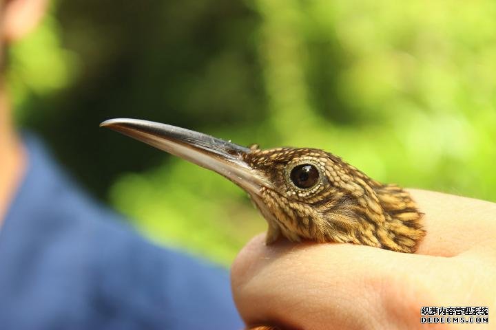 圣地亚哥动物园全球生物数据库促杏耀进了野生动物保护和世界范围内的人类医学