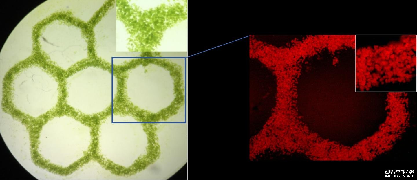 杏2注册藻类将生命注入3D工程组织
