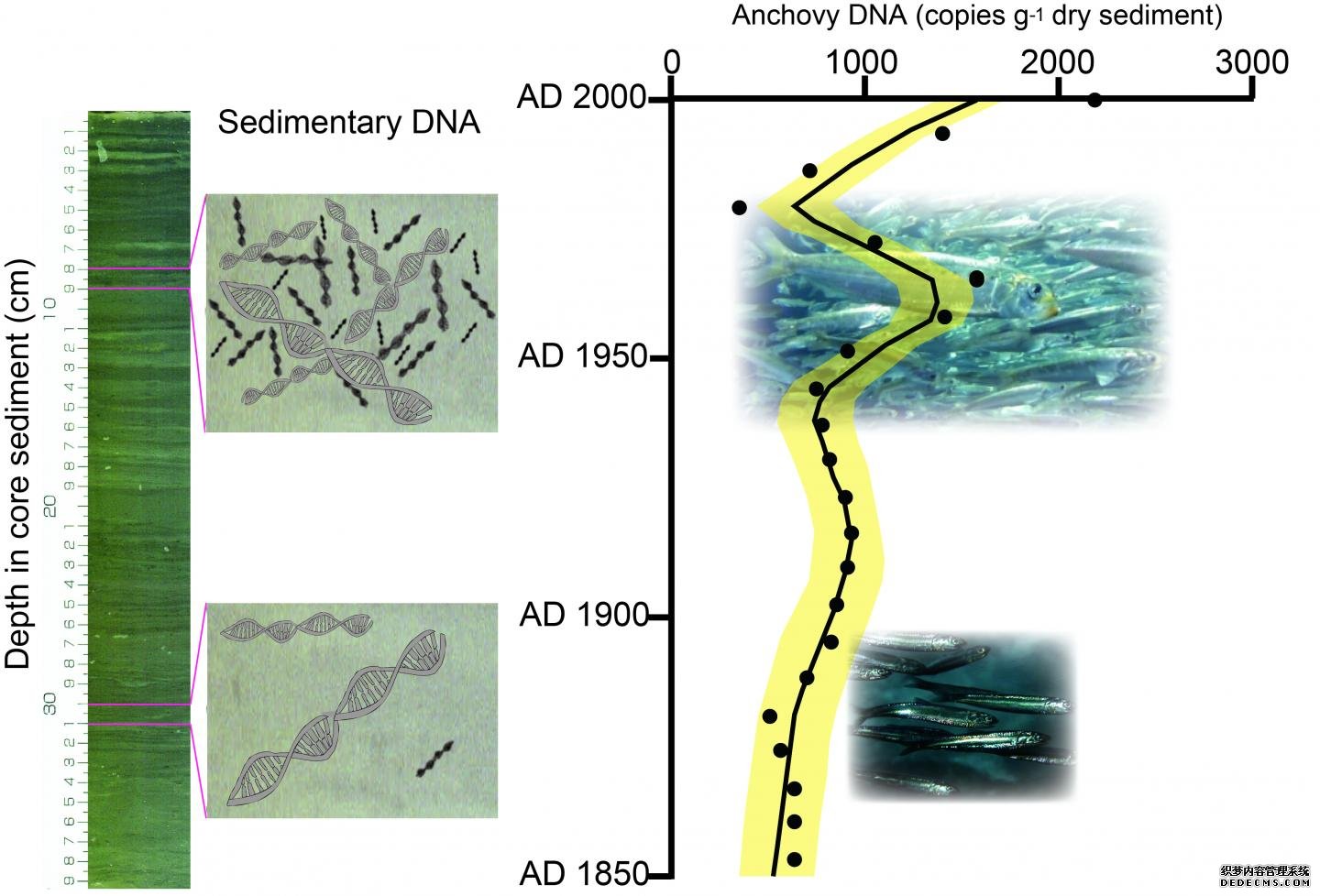 杏耀网址在沉积物序列中首次检测到海鱼DNA可以追溯到300年前