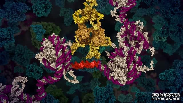 杏耀测速动画揭示了关键肿瘤蛋白的秘密