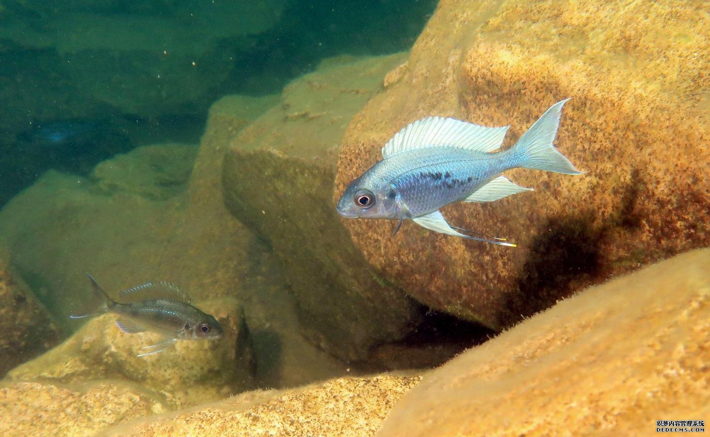 来自非洲坦稳定杏耀噶尼喀湖的鲷鱼阐明了生物多样性是如何产生的