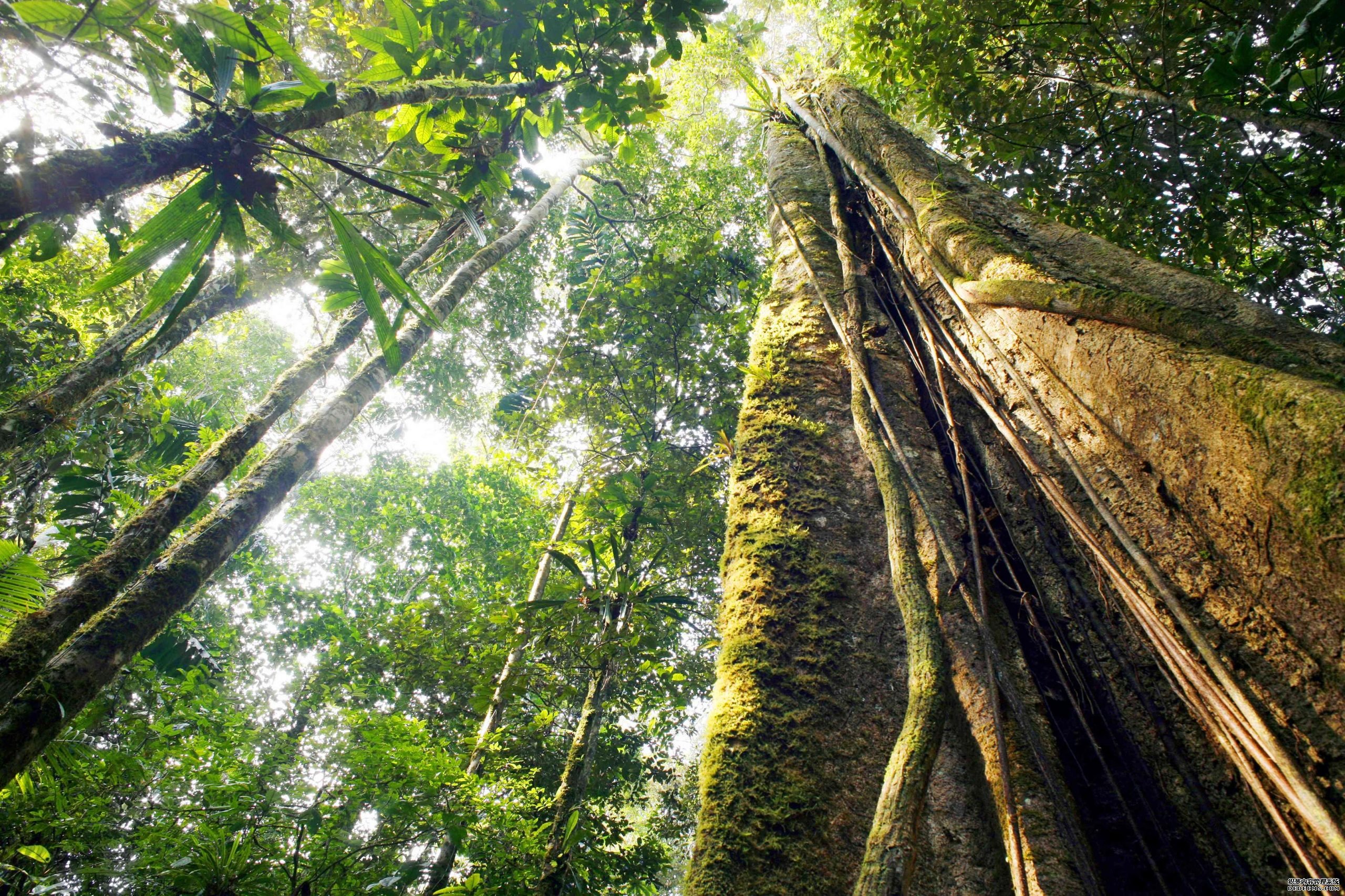 科学家们解开了亚马逊树木死亡的原因