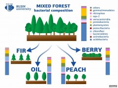 <b>鲁顿大学土壤科学家:森林砍伐影响土壤的细菌组</b>