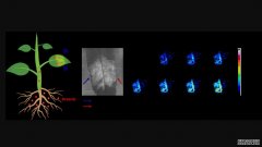 <b>杏耀聪明的研究人员开发了植物纳米离子传感器</b>