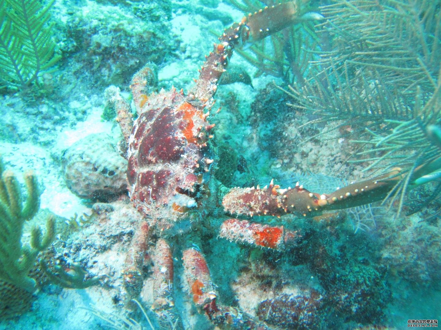 吃海草杏耀yl的历史的螃蟹如何拯救珊瑚礁
