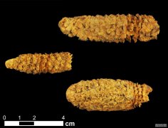 <b>古老的DNA继杏耀的信誉续改写着玉米9000年的社会</b>
