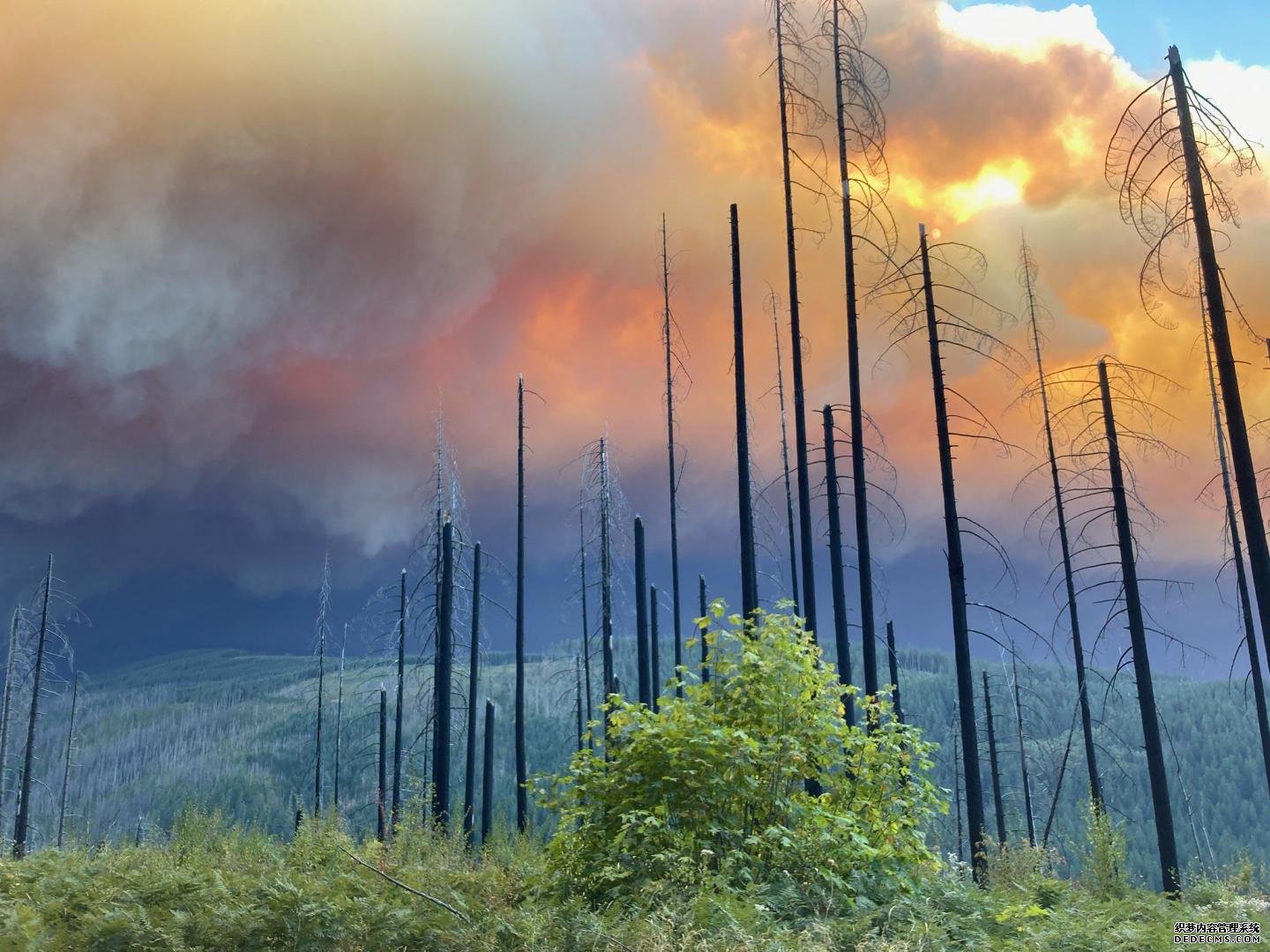 研究:俄勒冈州西部喀斯喀杏耀yl特流域遭遇更大、更频繁的火灾