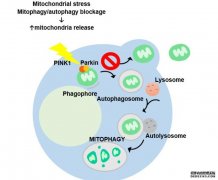<b>线粒体的细胞杏耀代理排斥保护细胞免受损害</b>