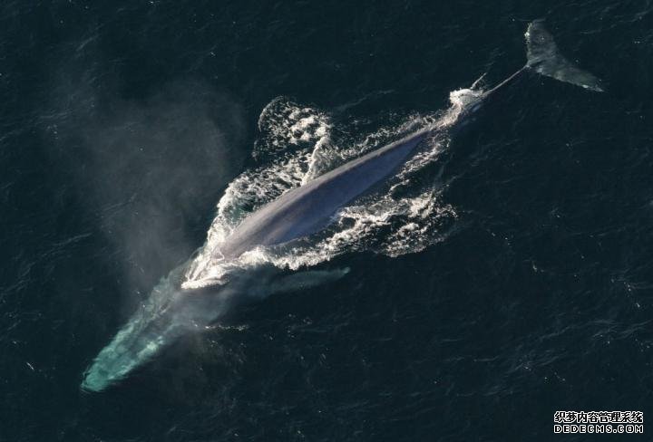 卫星跟踪支持杏耀平台鲸鱼的生存