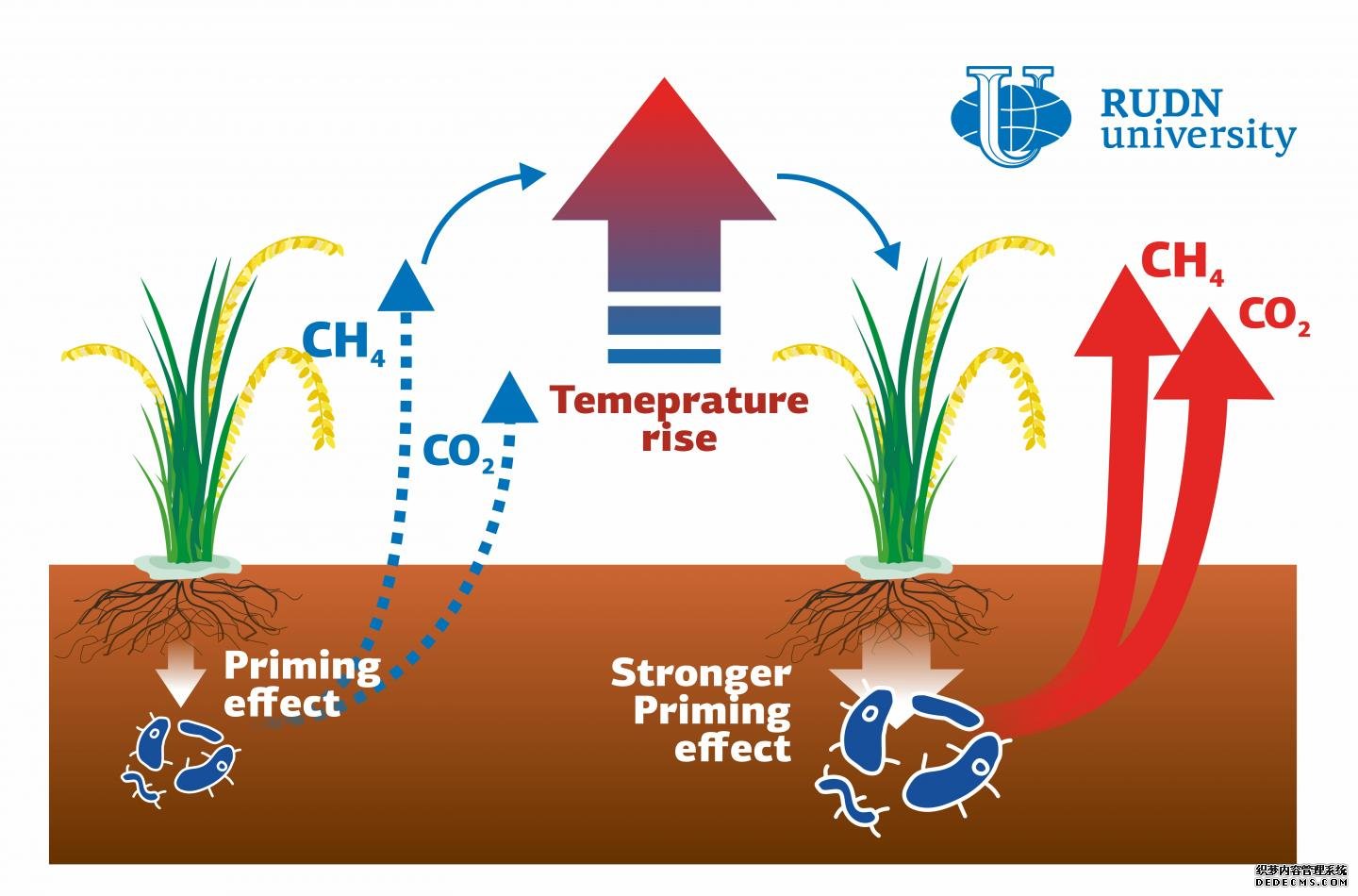 杏耀鲁德大学的科学家展示了全球变暖对水稻土温室气体排放的影响