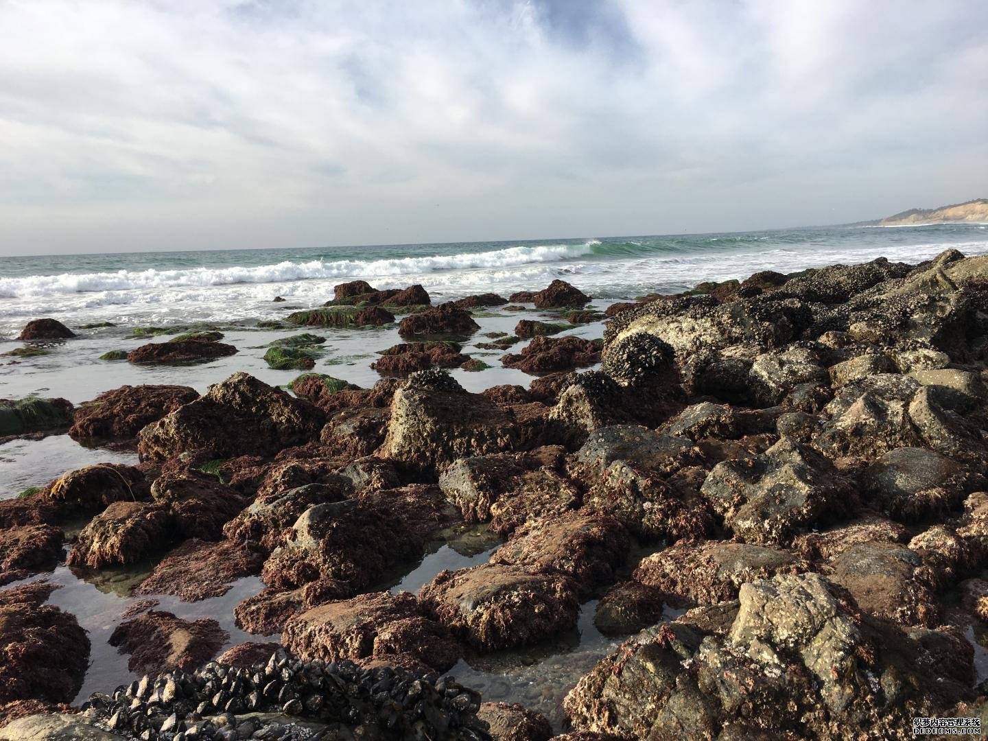 海洋酸化正在改变登录杏耀平台加利福尼亚的贻贝壳