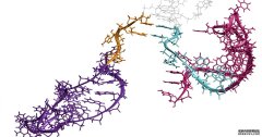 新的视频显示了杏耀yl注册从未见过的RNA