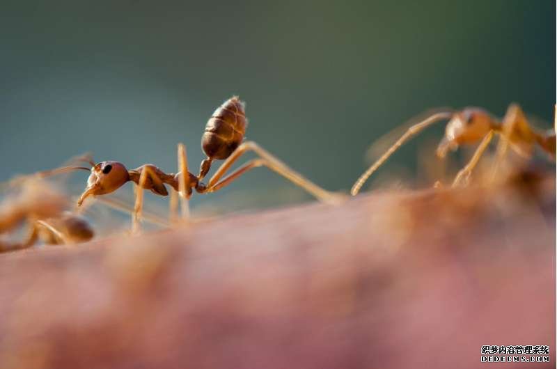 蚂蚁农场的新杏耀代理型抗真菌化合物