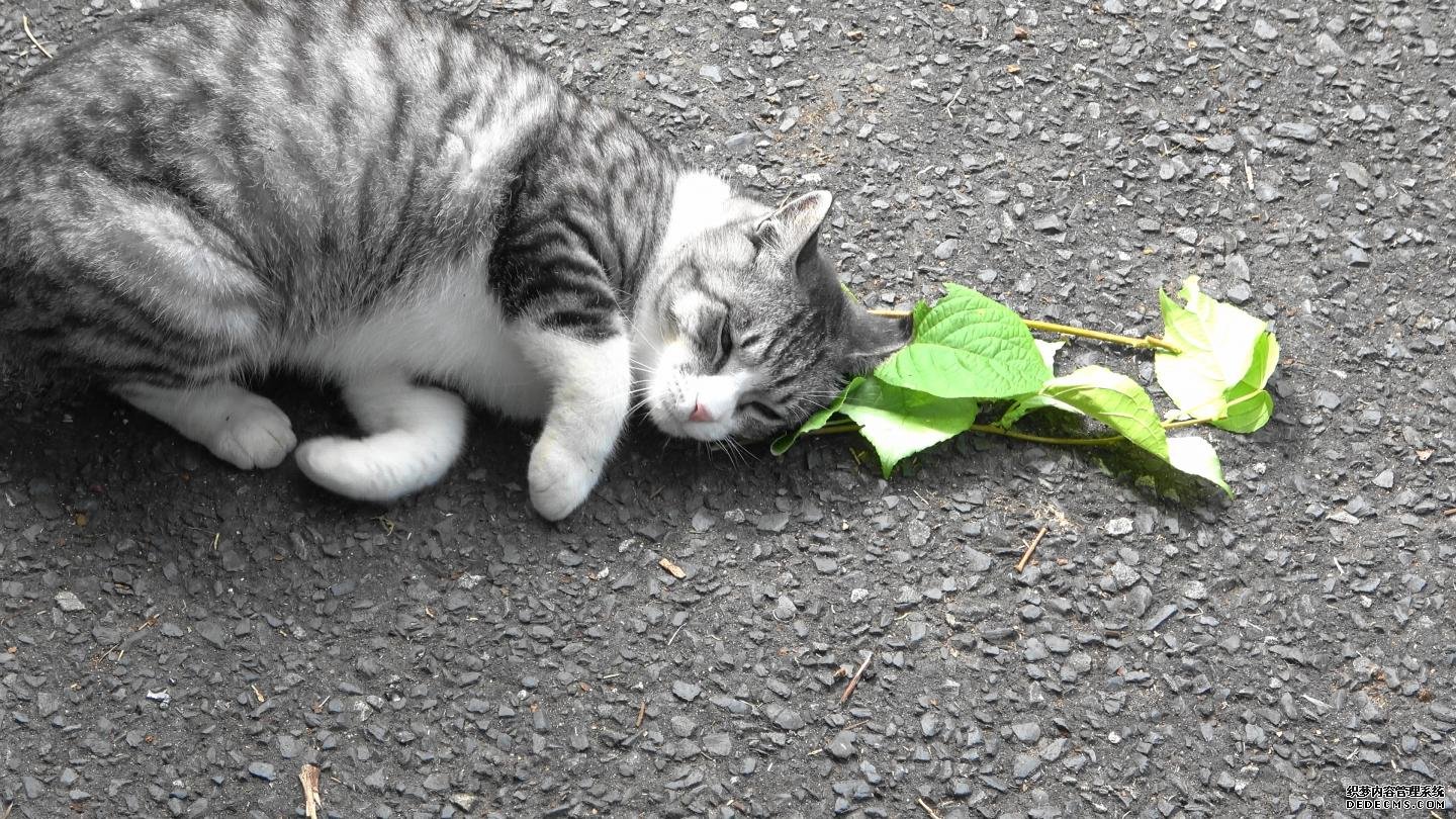 比起兴奋，猫喜欢杏耀银藤和猫薄荷还有更实际的原因