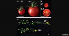 <b>“你说番茄，我说基杏耀平台因组学”:两个野生</b>