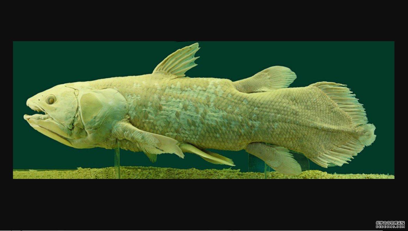 杏耀yl的历史不是活化石:腔棘鱼最近是如何进化出数十种新基因的