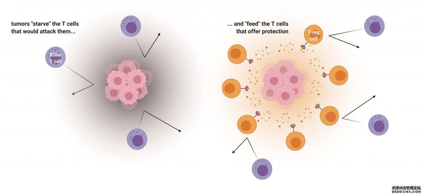 对肿瘤微环境的杏耀平台主管洞察可以促进癌症免疫治疗