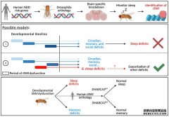 <b>与果蝇睡眠问题相杏耀联系关的神经发育障碍的</b>