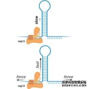 <b>冠状病毒编码的工具杏耀游戏帐号为COVID-19提供了</b>