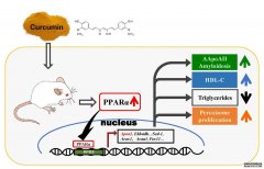 <b>杏耀代理姜黄素治疗淀粉样变和脂质代谢——一</b>