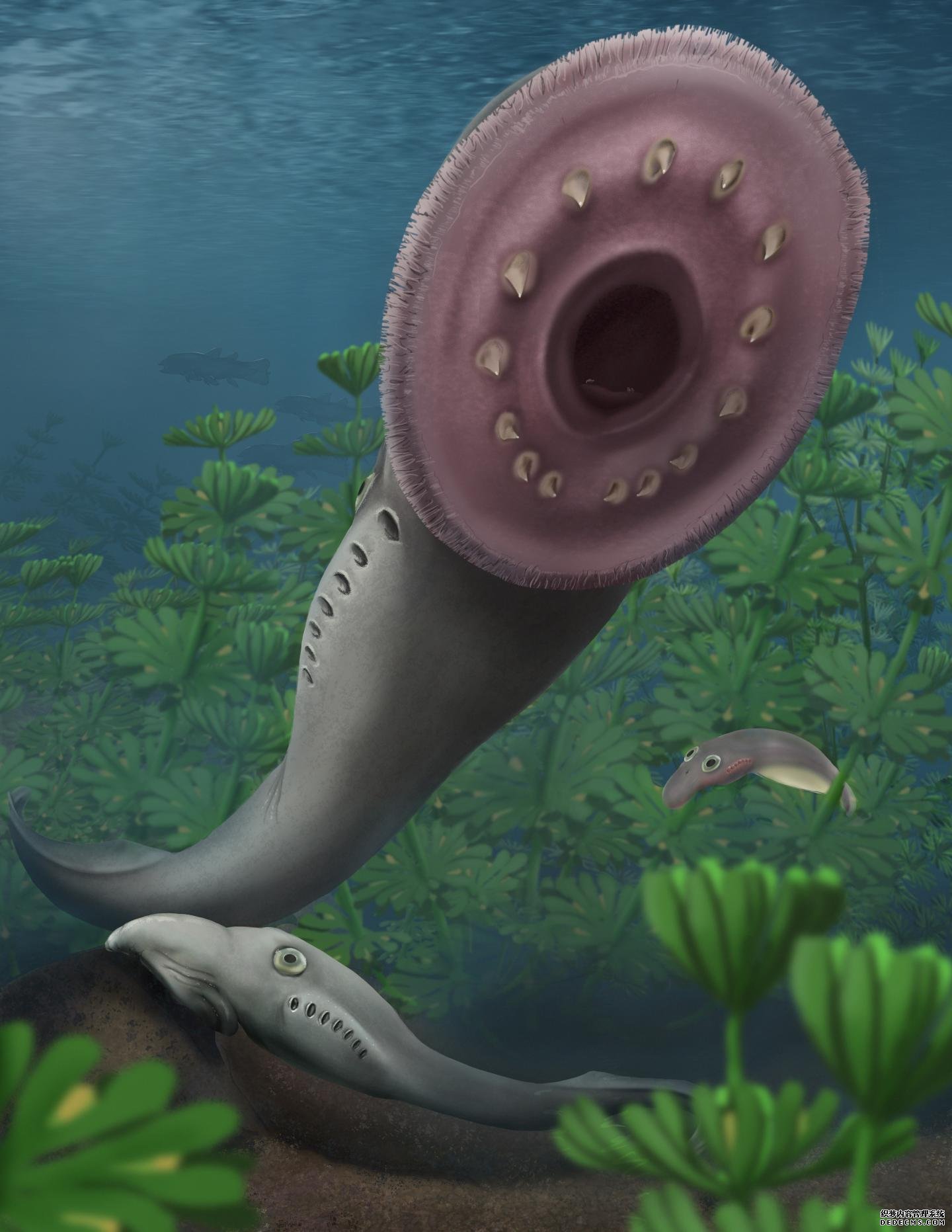 脊椎动物起登录杏耀平台源的长期理论被七鳃鳗幼虫化石推翻