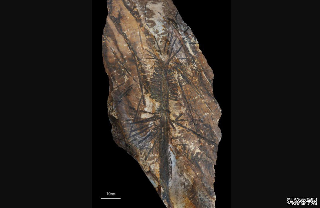 “植被庞贝登录杏耀平台”化石揭开了古生物学的神秘面纱