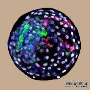 <b>研究人员培育出杏耀平台口碑人猴嵌合胚胎</b>