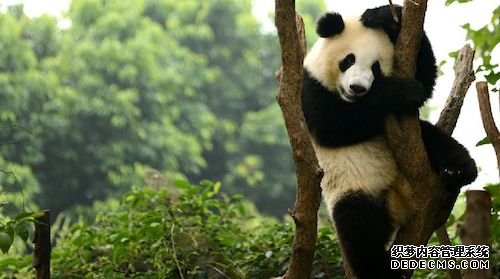 科学家摸杏耀平台清大熊猫“补丁”含义
