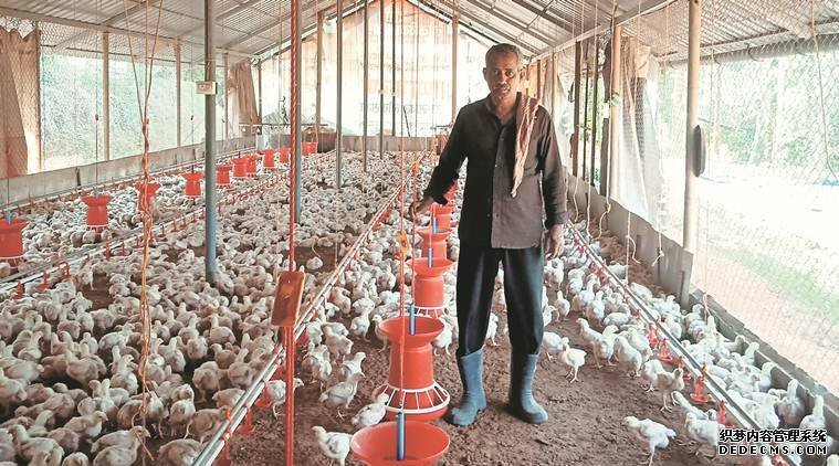 杏耀平台大学里的养鸡场：科研课题服务安全食品
