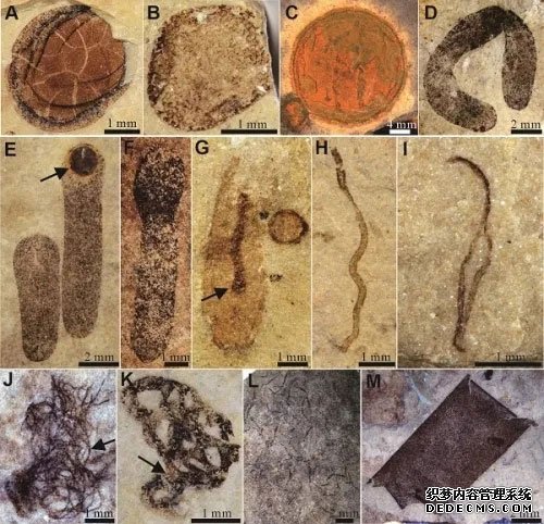16亿年藻类化石揭杏耀平台示真核生物起源