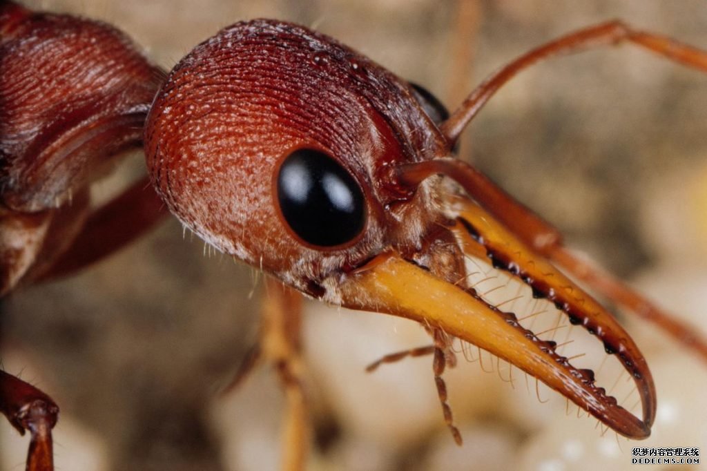 杏耀代理基因改造蚂蚁揭示社会性昆虫进化之谜