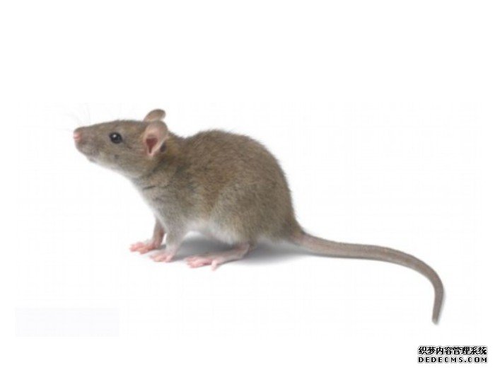 杏耀代理基因变异小鼠引发“僵尸”专利战