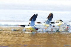 <b>广西天峨发杏耀代理现珍稀中华秋沙鸭种群</b>