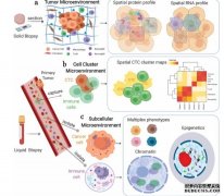 <b>龙亿涛等肿杏耀平台瘤分子标志物单细胞逐层成</b>