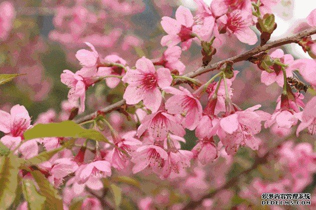 杏耀手机客户端仙湖植物园：春风桃李花开日 仙湖草木总关情