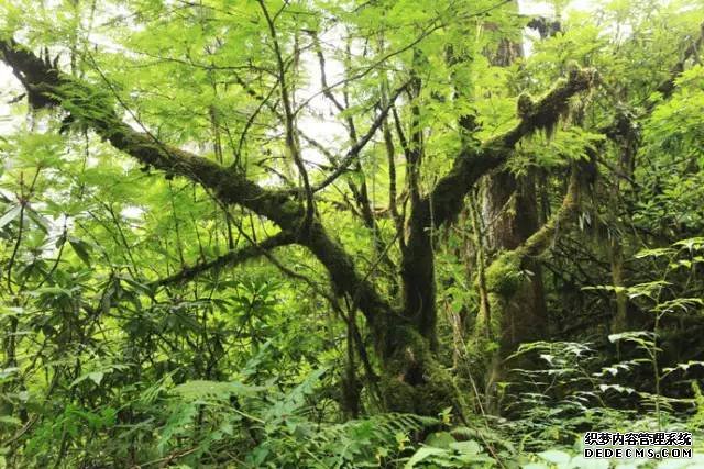 科学家揭示东杏耀平台亚亚热带常绿阔叶林历史构建过程