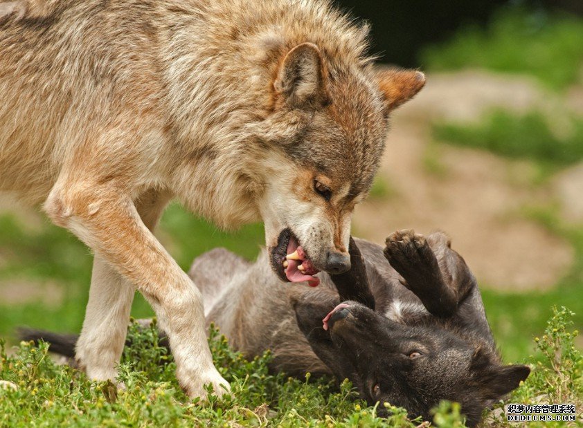 第一只狗可能杏耀代理是友善的狼