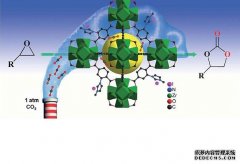 <b>科学家用电杏耀代理和二氧化碳合成蛋白质</b>