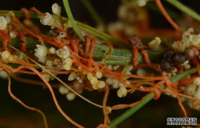 科学家揭示寄生植物杏耀代理菟丝子可在寄主间传递信号