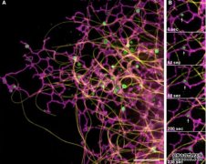 <b>杏耀代理细胞器互作网络及其功能研究重大研究</b>